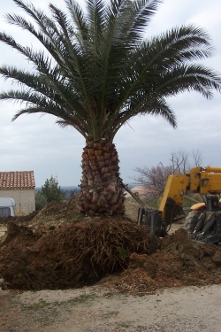 Déplacement d'un palmier